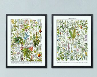 Medicinal Plant Prints Set of 2 Botanical Art Herb Posters - Thoughtful Gift for Loved Ones - Ideal Decor for Home, Office, or Lab Spaces