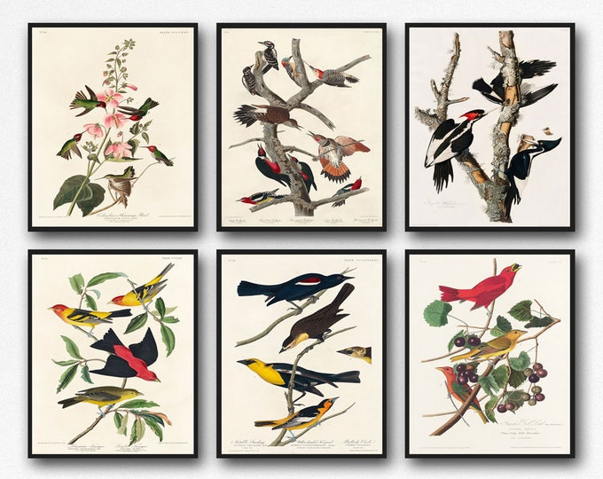 Bird Watching Decor Set of 6 Audubon Prints for Birding Enthusiast