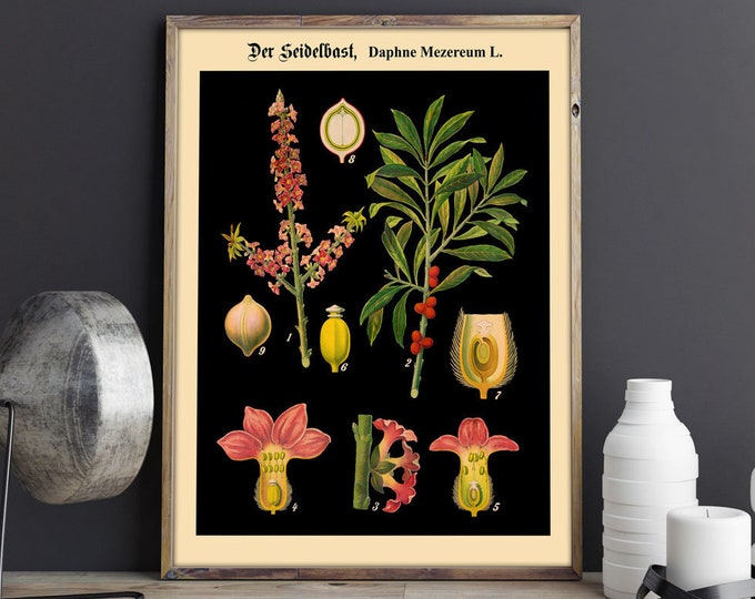 German Botanical Chart German Educational Poster Educational Print German School Chart Rare Botanical Print Black Botanical Wall Art WBBOT15