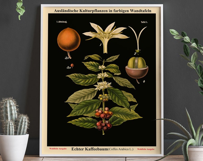 Old Educational Chart German Botanical Chart School Chart Black Botanical background Rare Botanical Prints Restored Charts Coffee WBLBOT1