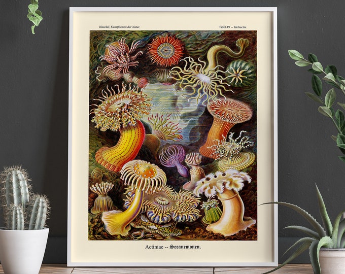 Shrimp Wall Art Shrimp Decor Shrimp Poster Shrimp Illustration