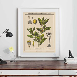 Lemon Botanical Print Lemon Decor Fruit Botanical Art | Etsy