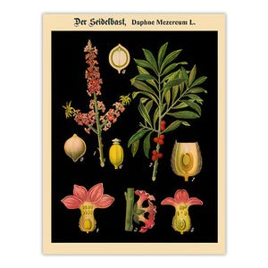 May include: A botanical print on a black background featuring the text "Der Seidelbast, Daphne Mezereum L." at the top. The illustration displays various parts of the plant, including pink flowers, green leaves, red berries, and cross-section diagrams labeled with numbers.