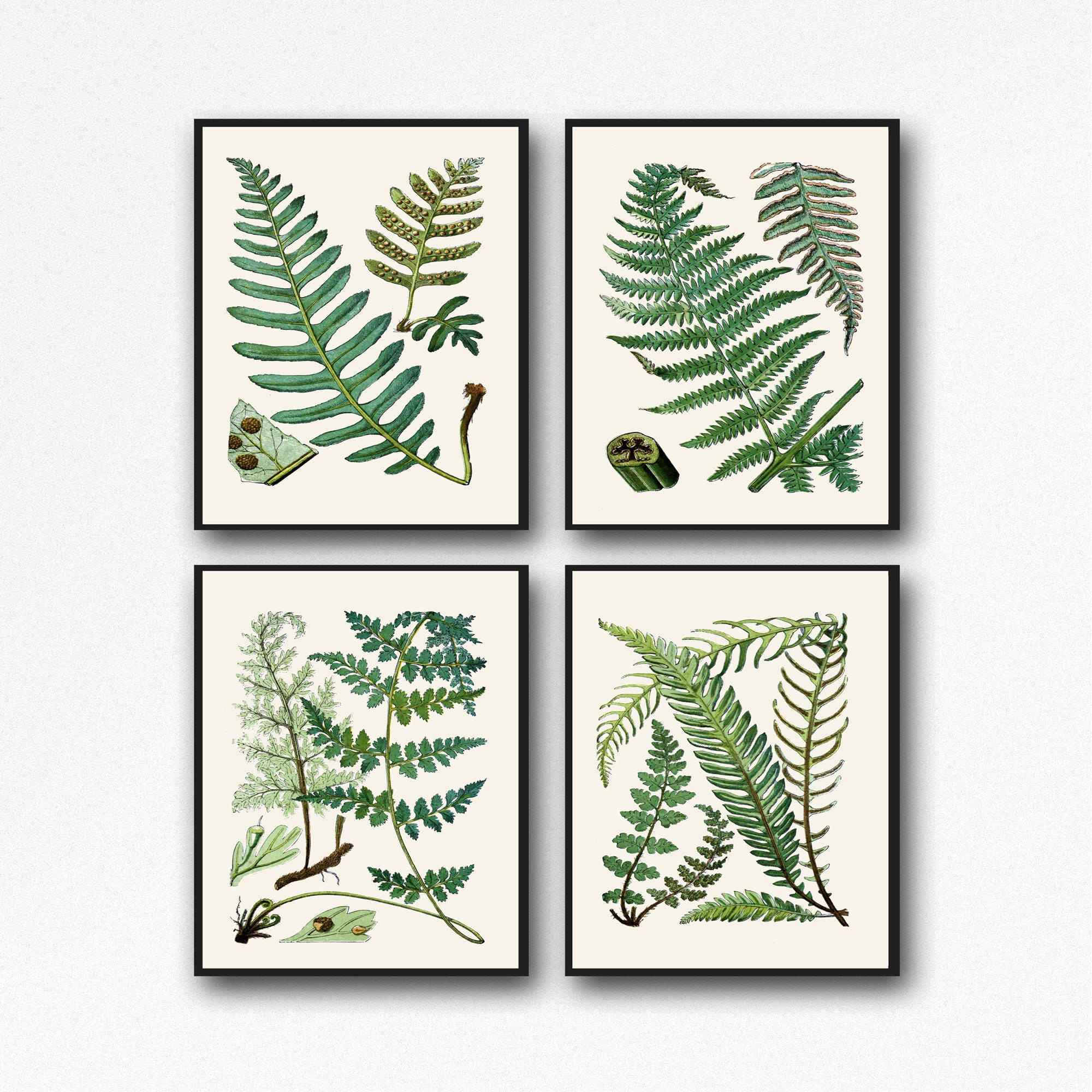 fern-print-set-of-fern-botanical-prints-4-fern-posters-botanical-wall