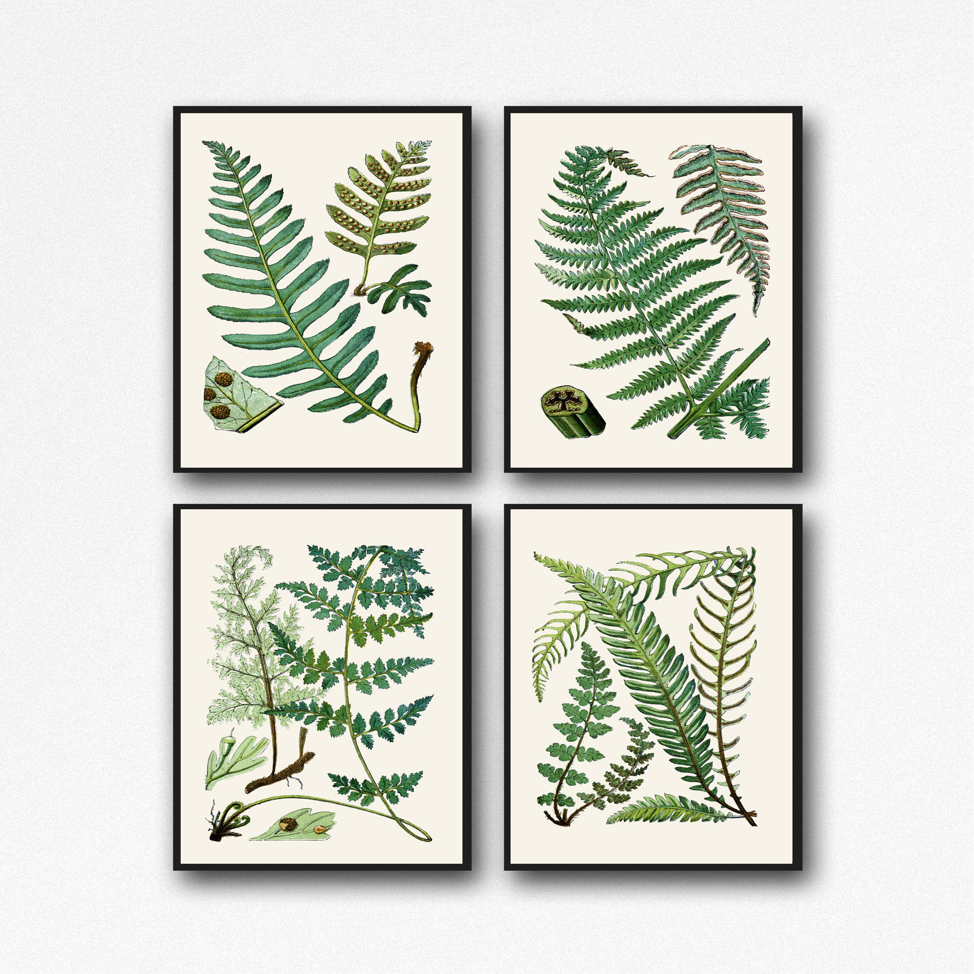 Botanical Fern Set of 4 Posters NatureInspired Wall Art Fern