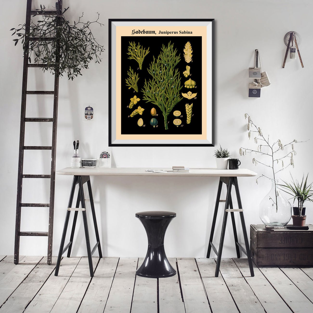 Rare German Botanical Print Black Botanical Wall Art Botanical Chart