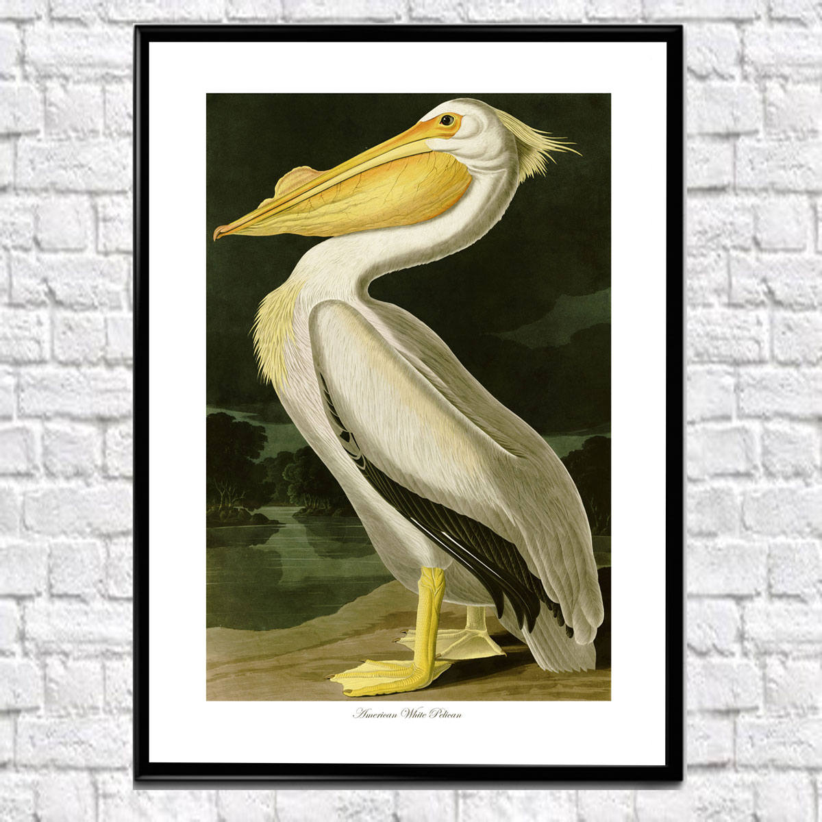 Audubon Bird Print Set of 4 Bird Illustrations by James John Audubon ...