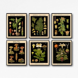 Set von 6 Botanische Drucke Botanische Poster Set Küchen Drucke Wohnzimmer Dekor Botanisches Dekor Seltene Botanische Drucke WB-blot1-blot6-F6