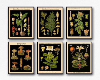 Set of 6 Botanical Prints Botanical Poster Set of Kitchen Prints Living Room Decor Botanical Decor Rare Botanical Prints WB-blot1-blot6-F6