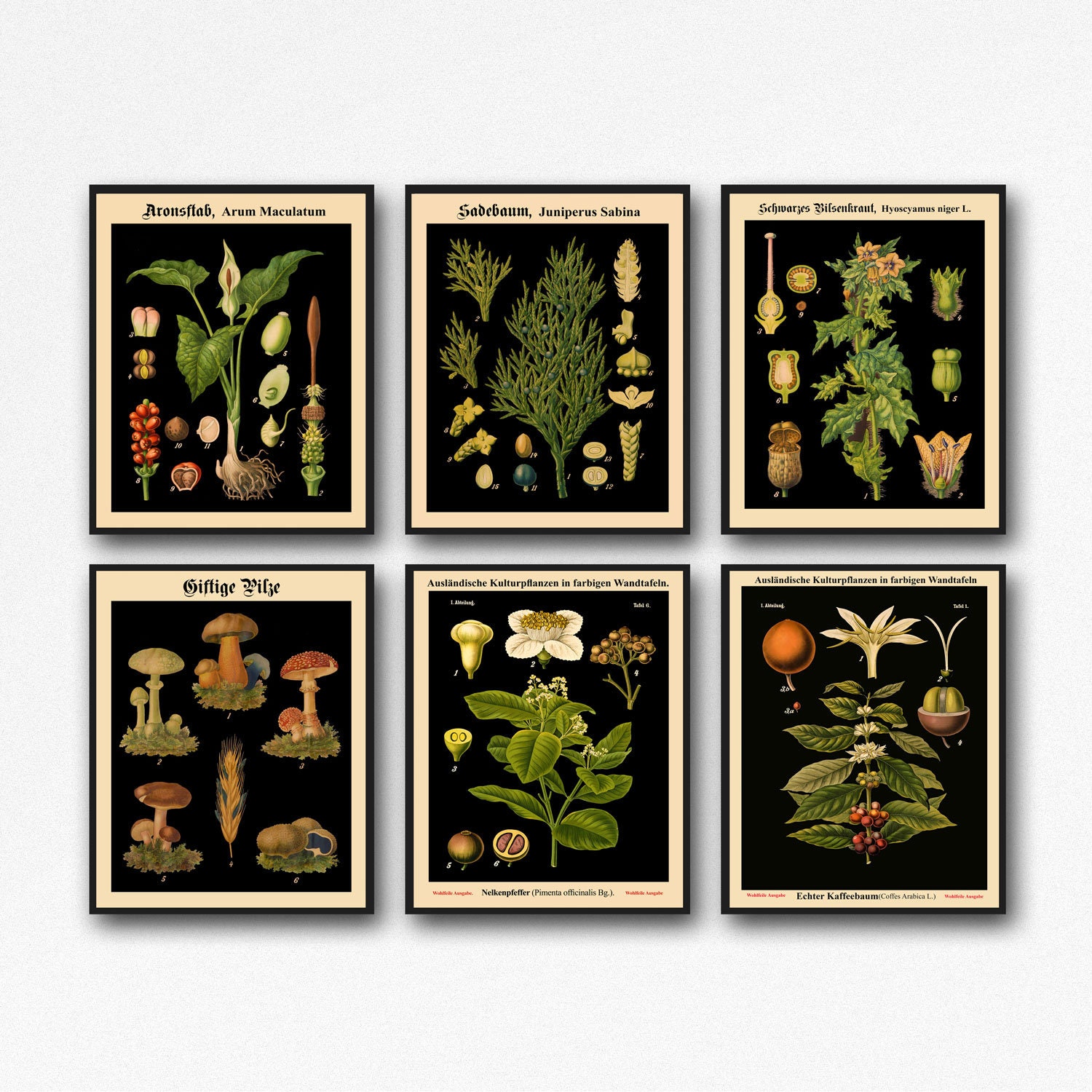 Set Of 6 Botanical Prints Botanical Poster Set Of Kitchen Prints Living