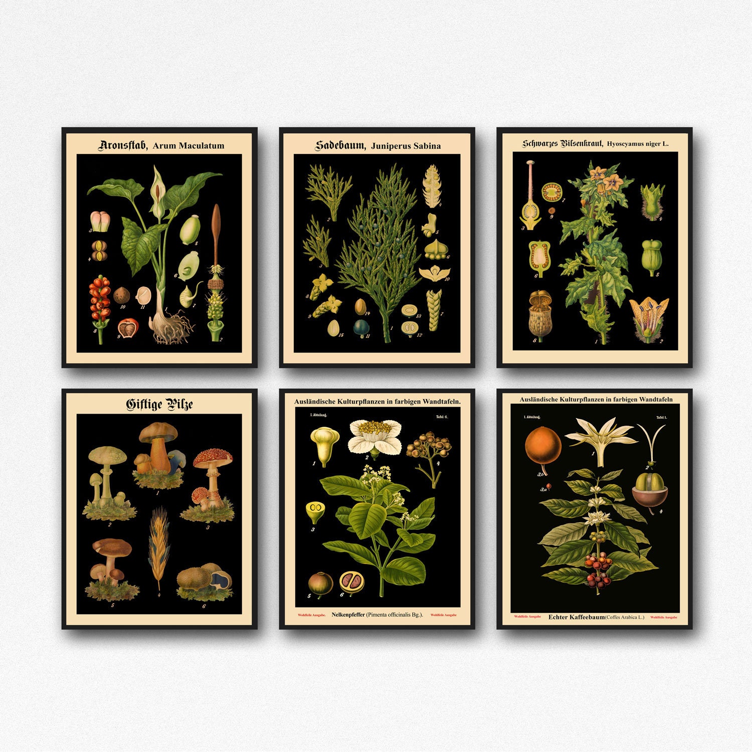 Set of 6 Botanical Prints Botanical Poster Set of Kitchen Prints Living