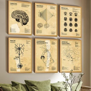 May include: A set of six rectangular wall art prints featuring scientific diagrams on a tan background with light wood frames. The prints display the Cerebral Cortex, Neural Network, MRI Brain Scan, Neuron Cell, Brain and Immune System, and Serotonin and Dopamine Pathway with black ink illustrations and descriptive text.