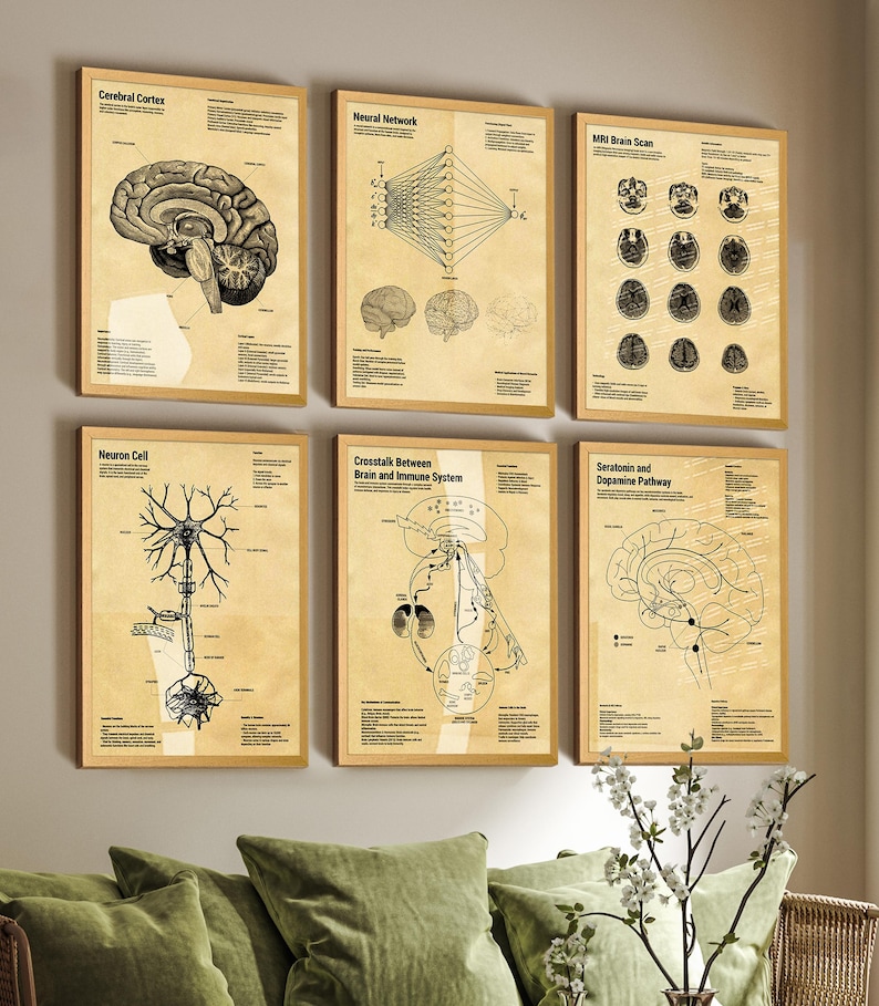 May include: A set of six rectangular wall art prints featuring scientific diagrams on a tan background with light wood frames. The prints display the Cerebral Cortex, Neural Network, MRI Brain Scan, Neuron Cell, Brain and Immune System, and Serotonin and Dopamine Pathway with black ink illustrations and descriptive text.