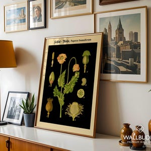 May include: A framed botanical print featuring a black background with detailed illustrations of the Papaver somniferum plant, including flowers, buds, and seed pods, labeled with the text Schlaf-Mohn, Papaver Somniferum at the top of the print.