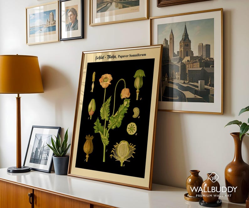 May include: A framed botanical print featuring a black background with detailed illustrations of the Papaver somniferum plant, including flowers, buds, and seed pods, labeled with the text Schlaf-Mohn, Papaver Somniferum at the top of the print.