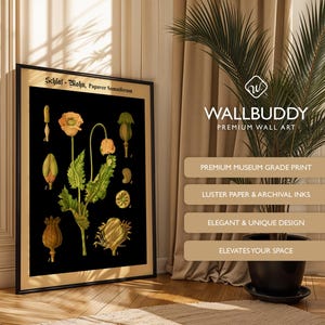 May include: A framed botanical wall art print featuring a black background with detailed illustrations of the Papaver Somniferum plant, including flowers, buds, and seed pods, labeled with the text Schlaf - Mohn, Papaver Somniferum.