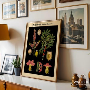 May include: A framed botanical print featuring a black background with detailed illustrations of the Daphne mezereum plant, including pink flowers, green leaves, and berries, labeled with the text Der Seidelbast, Daphne Mezereum L.