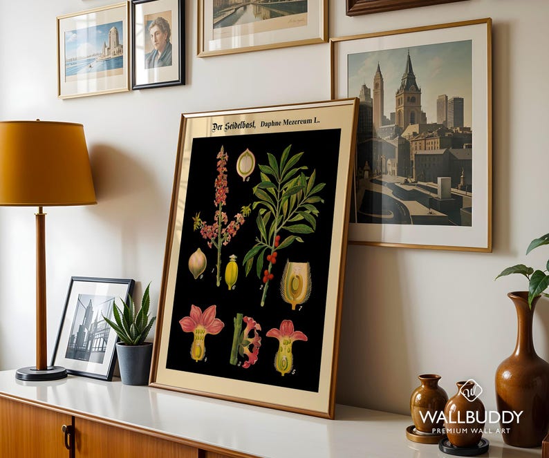 May include: A framed botanical print featuring a black background with detailed illustrations of the Daphne mezereum plant, including pink flowers, green leaves, and berries, labeled with the text Der Seidelbast, Daphne Mezereum L.