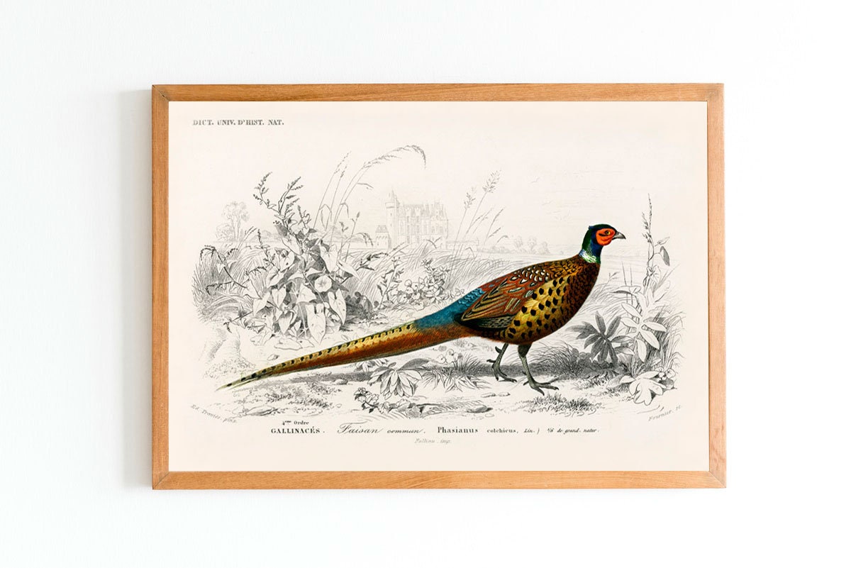 Pheasant Wall Art Vintage Pheasant Illustration Botanical Wall Decor