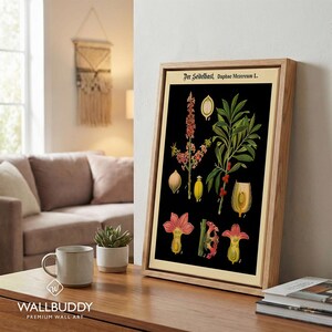 May include: A framed botanical print titled Der Seidelbast, Daphne Mezereum L. featuring detailed illustrations of the plant's flowers, leaves, and berries against a black background, displayed in a light-colored wooden frame.