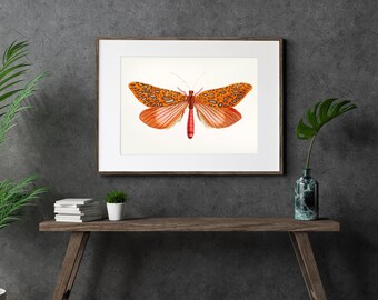 Venus Moth Illustration Vintage Insect Illustration Butterfly Print Butterfly Wall Art Butterfly Decor Animal Drawing of Butterfly WBMOTH