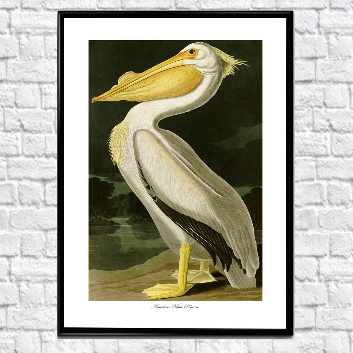 Pelican Print