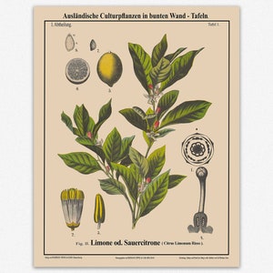 Impresión botánica de limón Decoración de limón Arte botánico de frutas imagen 7