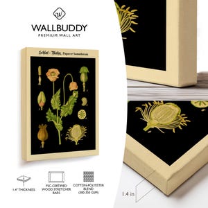 May include: A rectangular canvas wall art piece featuring a botanical illustration of a Papaver Somniferum plant on a black background with the text Schlaf-Mohn, Papaver Somniferum. The canvas has a 1.4 inch thickness and FSC-certified wood bars.
