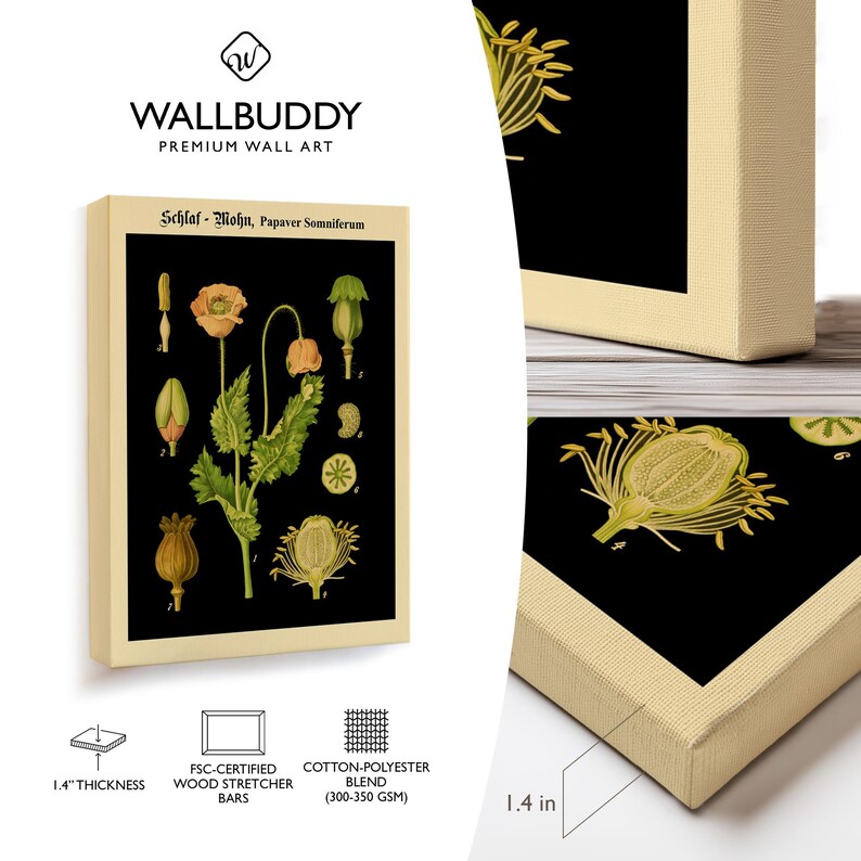 May include: A rectangular canvas wall art piece featuring a botanical illustration of a Papaver Somniferum plant on a black background with the text Schlaf-Mohn, Papaver Somniferum. The canvas has a 1.4 inch thickness and FSC-certified wood bars.