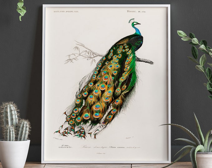 Peacock Illustration Vintage Peacock Print 1846