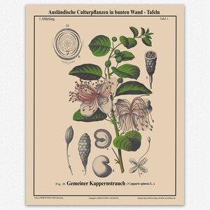 Caper Bush Botanical Art Capparis Spinosa Shrub Poster - Etsy