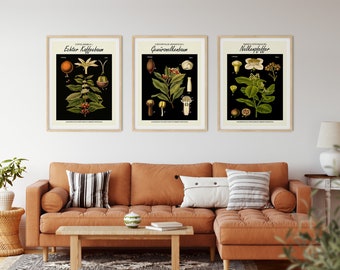 Black Botanical Posters Set of 3 Botanical Prints High Resolution German Botanical Art