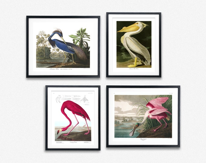 Audubon Birds of America Prints Set of 4 Audubon Posters Adorn Your Walls with Stunning Audubon Birds of America Prints Colorful Wall Art