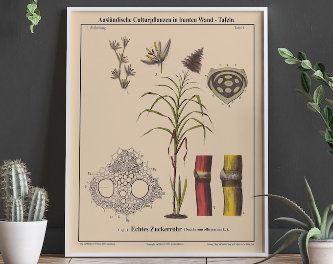 Sugarcane Botanical Print Rare Botanical Illustration for Kitchen