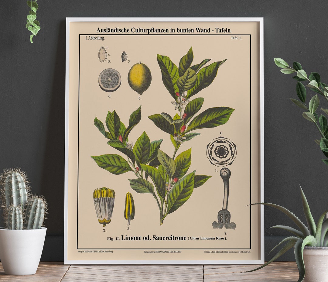 Lemon Botanical Print: Vintage Fruit Wall Art - Etsy