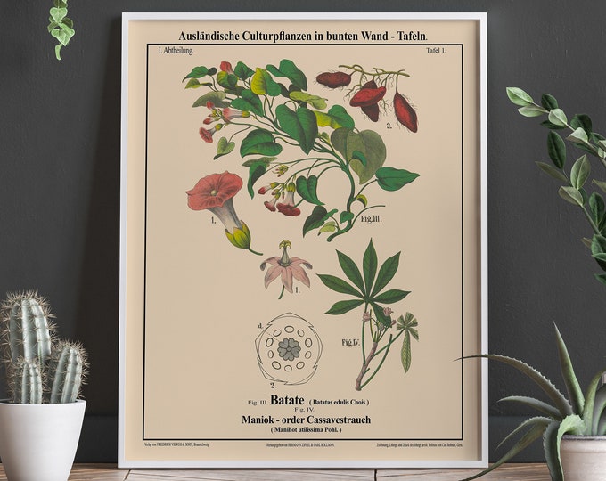 Sweet Potato Botanical Print White Botanical Art European Botanical