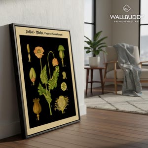 May include: A framed botanical wall art print featuring a black background with detailed illustrations of the opium poppy plant, labeled Schlaf-Mohn, Papaver Somniferum, displaying various stages of the flower, leaves, and seed pods in yellow and green.