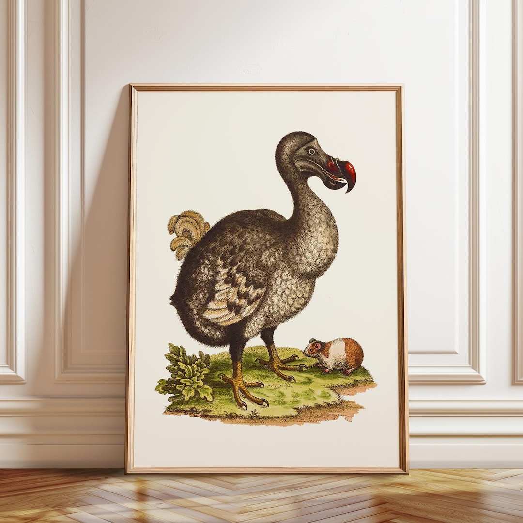 Vintage Dodo Print: Natural History Illustration - Etsy