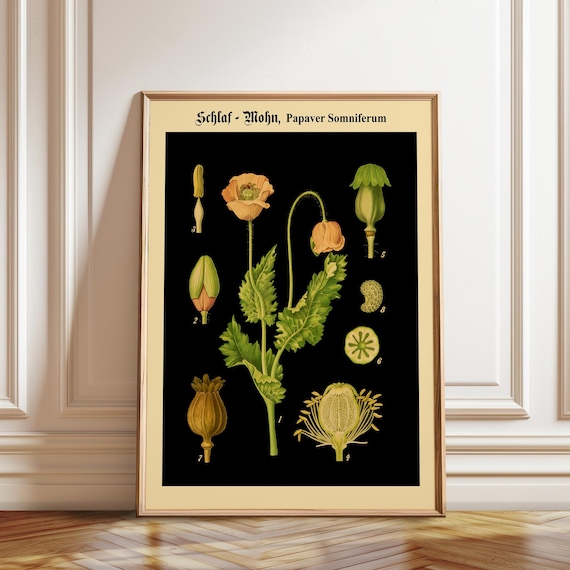 Antique Opium Poppy Botanical Wall Art – Papaver Somniferum Vintage Flower on Black Poster Print