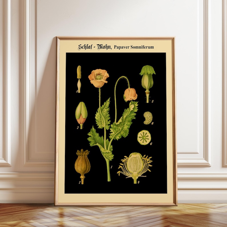 May include: A framed botanical print on a black background featuring the text Schlaf - Mohn, Papaver Somniferum. The illustration displays various stages of a poppy plant, including a blooming flower, buds, seed pods, and cross-sections, all labeled with small numbers.