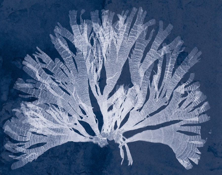 Cyanotype Prints Set of 4 Cyanotype Botanical Prints from 1880s by Anna