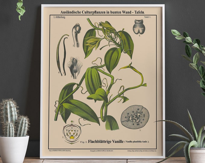 Vanilla Botanical Print Kitchen Botanical Art Oversize Botanical Poster