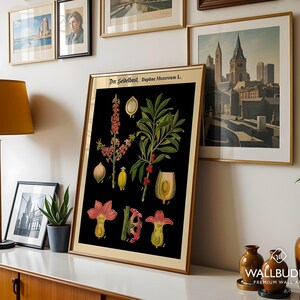 May include: A framed botanical print featuring a black background with detailed illustrations of the Daphne mezereum plant, including pink flowers, green leaves, and red berries, with the text Der Seidelbast, Daphne Mezereum L. at the top.