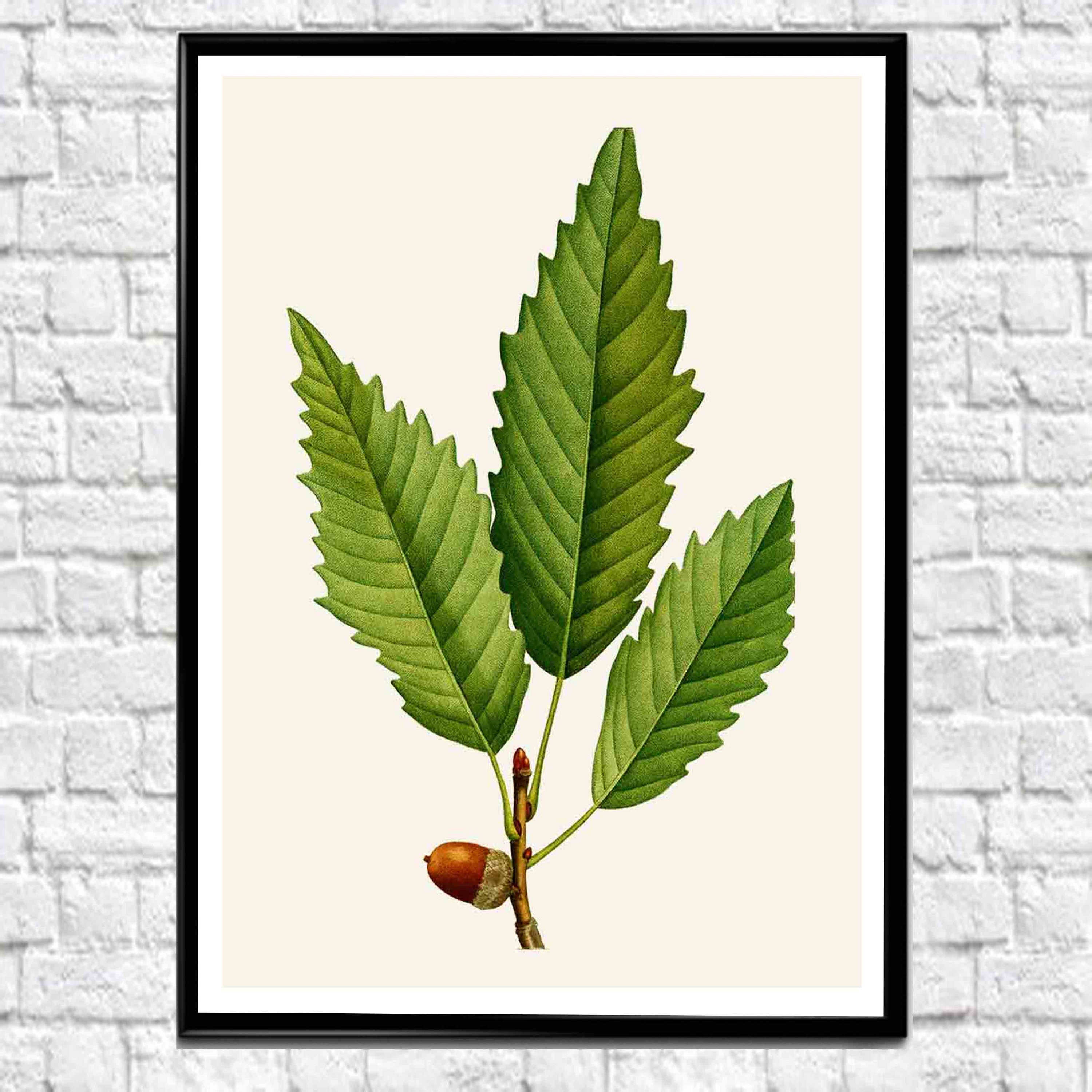 Large Botanical Poster Big Leaf Botanical Art Large Wall Art Large