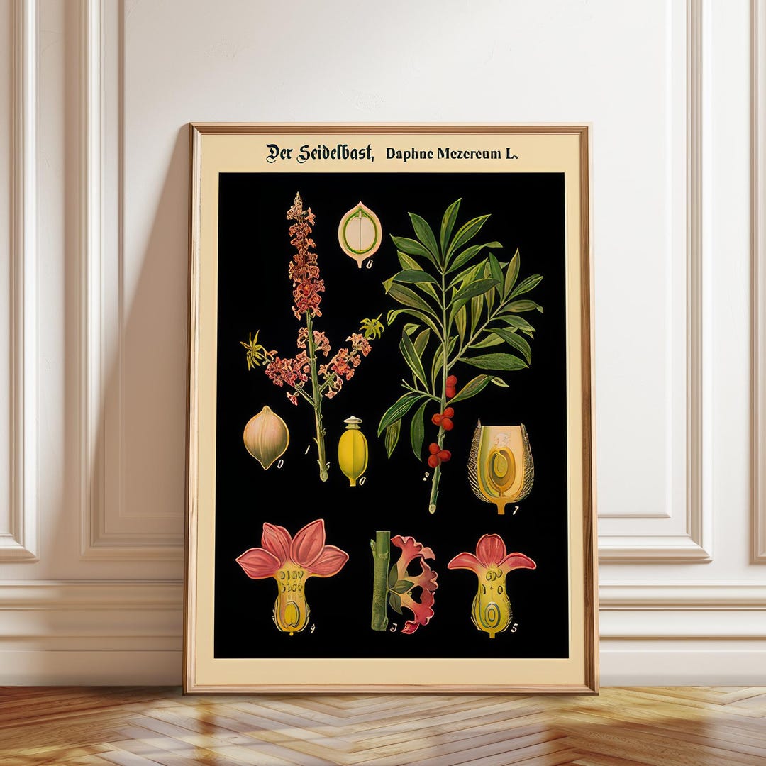 黒の背景にドイツの植物図版プリント - ヴィンテージの教育用植物