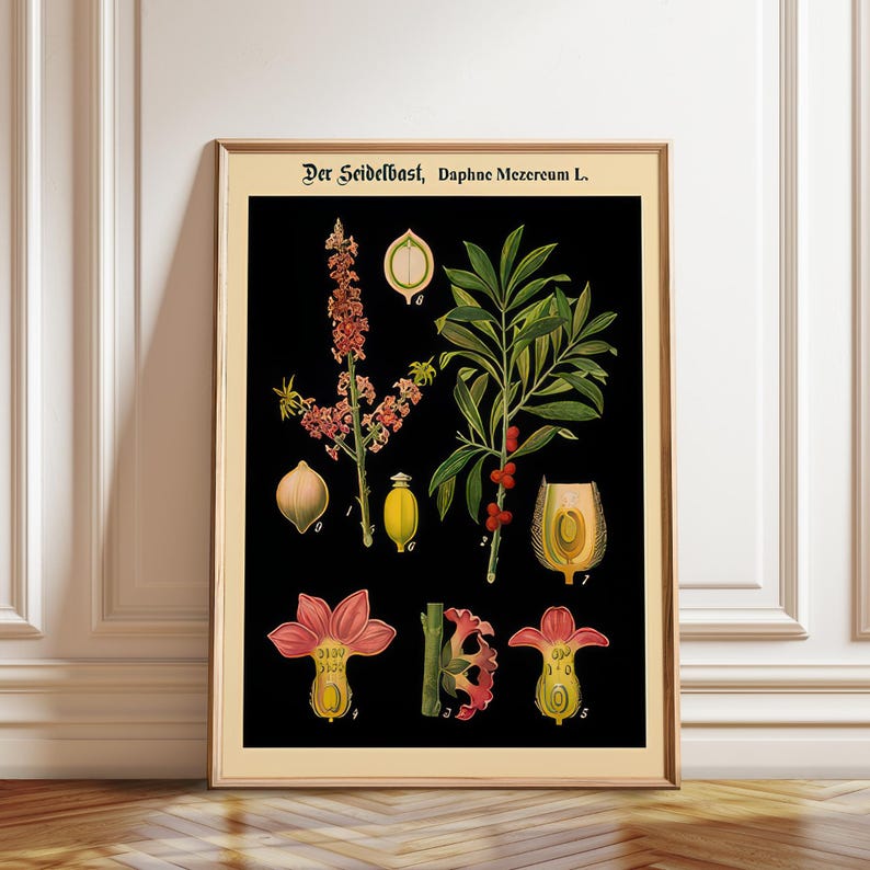 May include: A framed botanical print on a black background featuring the text Der Seidelbast, Daphne Mezereum L. The illustration displays various parts of the plant, including green leaves, red berries, and pink flowers, labeled with numbers 1 through 9.