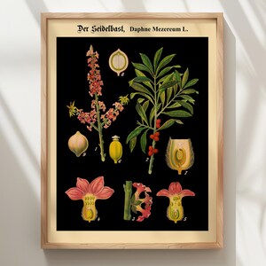 German Botanical Chart Black Henbane Print - Vintage Plant Illustration Educational Science Wall Art Poster image 16