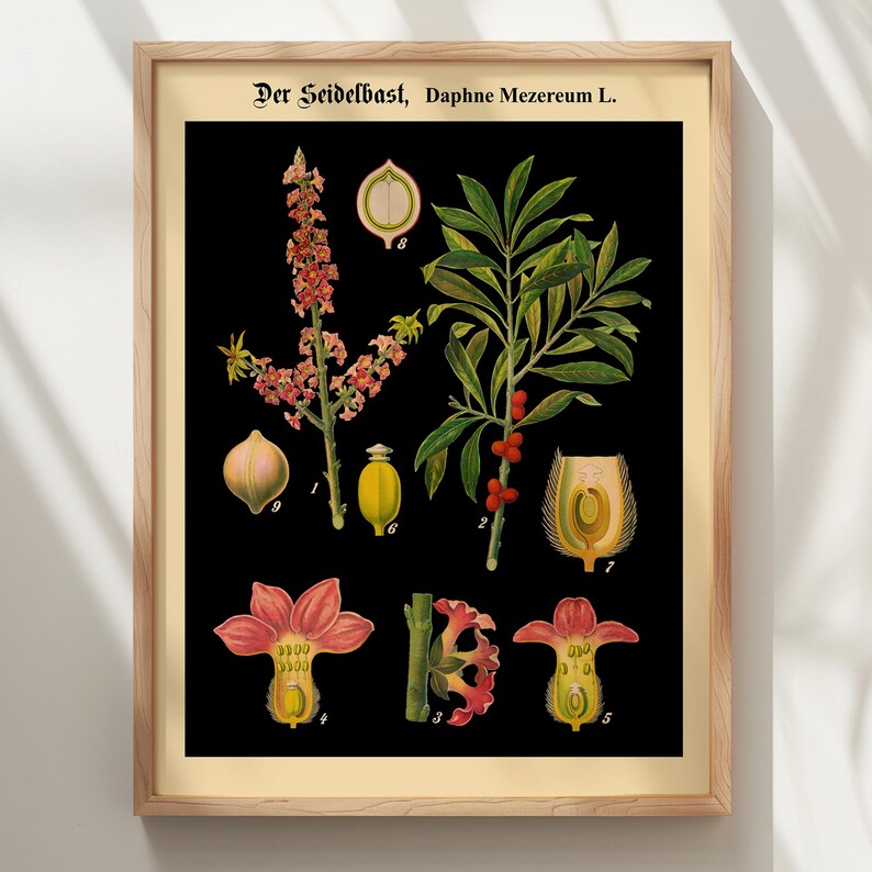 German Botanical Chart Black Henbane Print - Vintage Plant Illustration Educational Science Wall Art Poster image 16