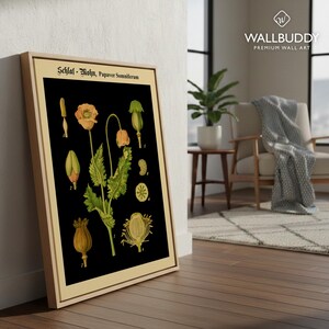 Antique Opium Poppy Botanical Wall Art – Papaver Somniferum Vintage Flower on Black Poster Print Oak Framed Canvas