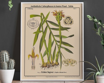 Ginger Botanical Print Ginger Wall Art Spices Print Kitchen Spices Poster